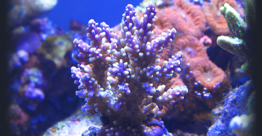 Pesci d'acqua marina | Coralli